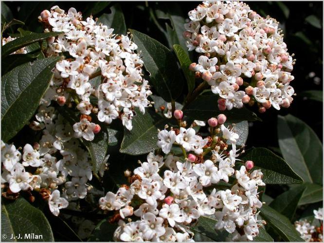  Fatamot (Viburnum tinus) © J.-J. Milan