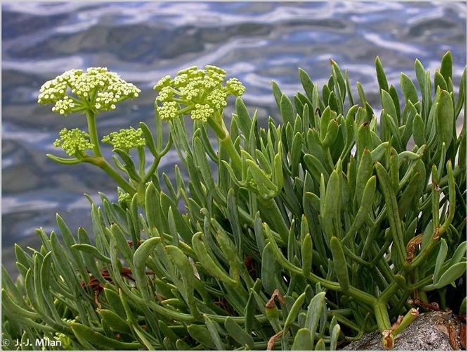  Fenouil marin (Crithmum maritimum) © J.-J. Milan