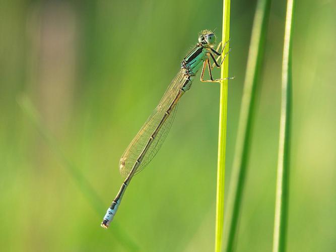 Agrion nain (Ischnura pumilio) © Sylvain Montagner