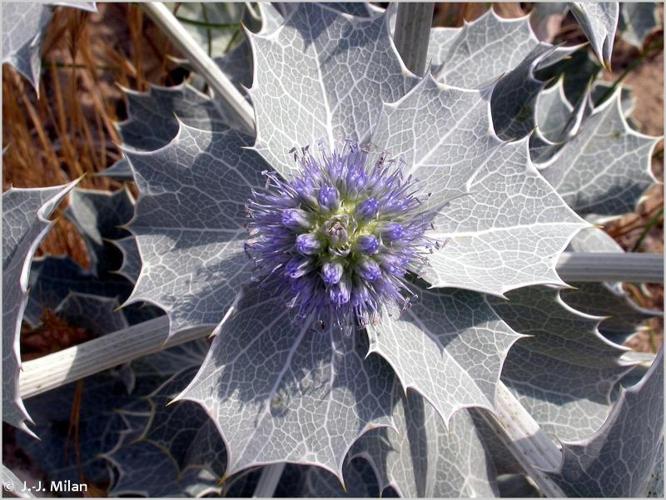  Chardon des dunes (Eryngium maritimum) © J.-J. Milan