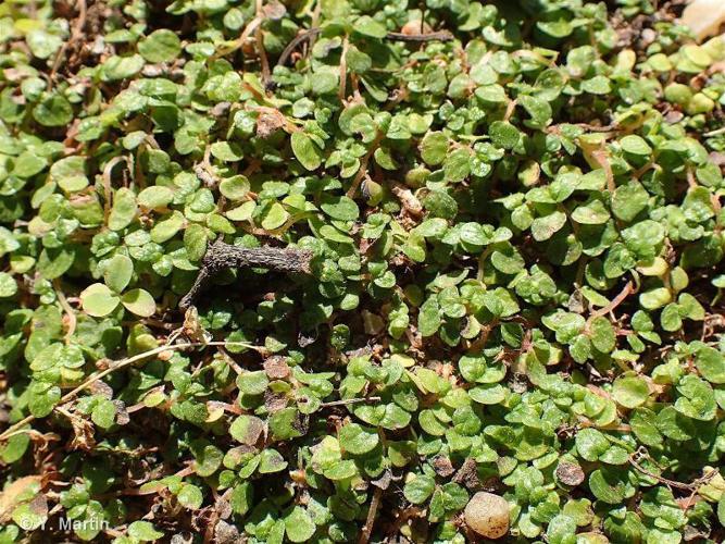  Helxine de Soleirol (Soleirolia soleirolii) © Y. Martin