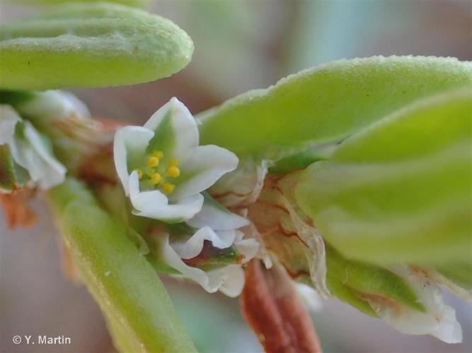 Renouée maritime (Polygonum maritimum) © Y. Martin