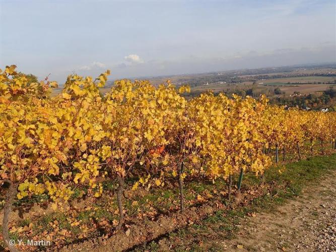 Vigne cultivée (Vitis vinifera) © Y. Martin