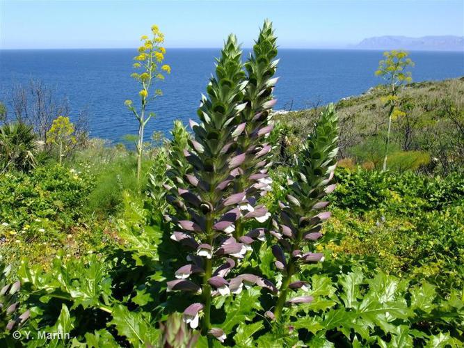  Acanthe molle (Acanthus mollis) © Y. Martin