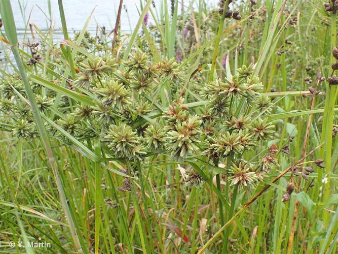  Souchet robuste (Cyperus eragrostis) © Y. Martin