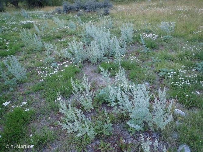  Herbe aux vers (Artemisia absinthium) © Y. Martin