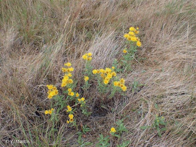  Inule d'Angleterre (Inula britannica) © Y. Martin