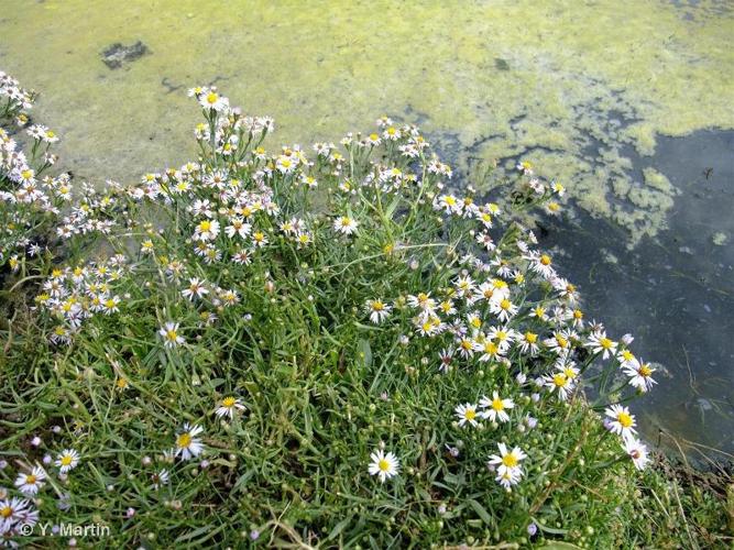  Aster de Hongrie (Tripolium pannonicum) © Y. Martin