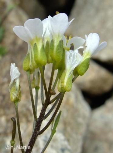  Corbeille-d'argent (Arabis alpina) © Y. Martin