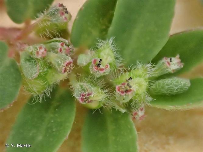 Euphorbe prostrée (Euphorbia prostrata) © Y. Martin