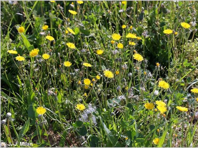 Crépide de Nîmes (Crepis sancta) © J.-J. Milan