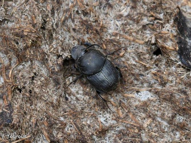 Bousier à cornes retroussées (Onthophagus taurus) © J. Touroult