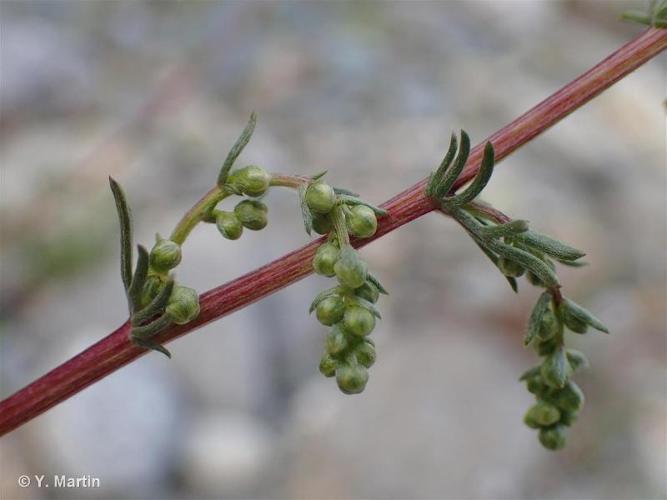  Aurone-des-champs (Artemisia campestris) © Y. Martin