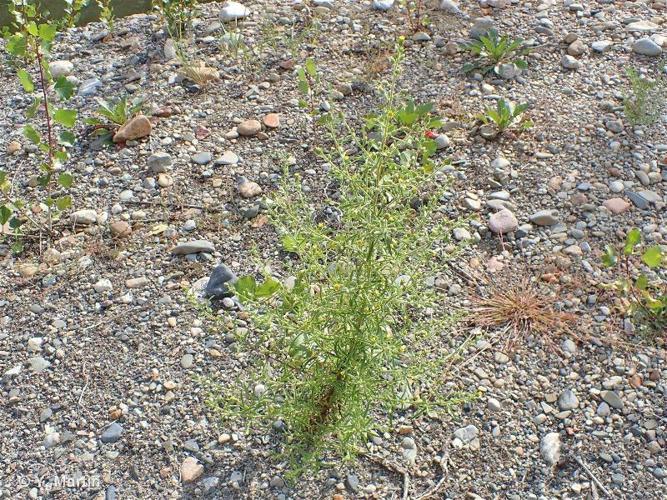  Inule à forte odeur (Dittrichia graveolens) © Y. Martin