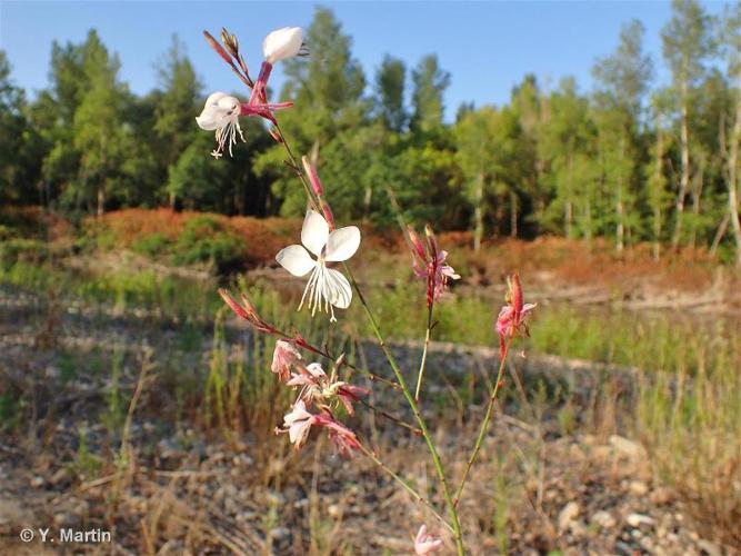 Oenothera lindheimeri © Y. Martin