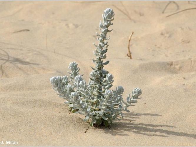  Diotis maritime (Achillea maritima) © J.-J. Milan