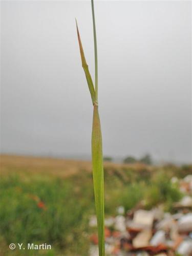 Alpiste des Canaries (Phalaris canariensis) © Y. Martin