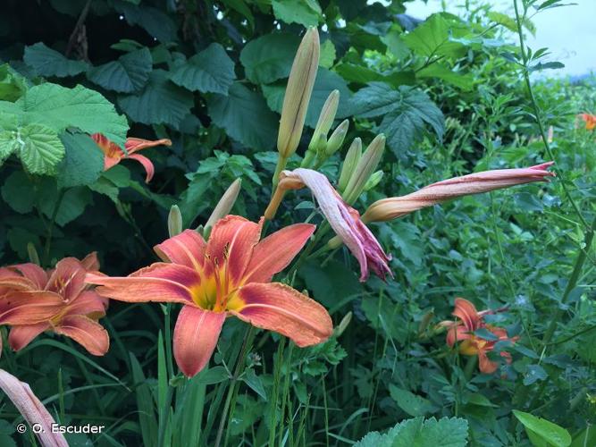 Hémérocalle fauve (Hemerocallis fulva) © O. Escuder