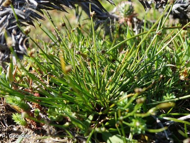 Souchet penché (Isolepis cernua) © P. Gourdain