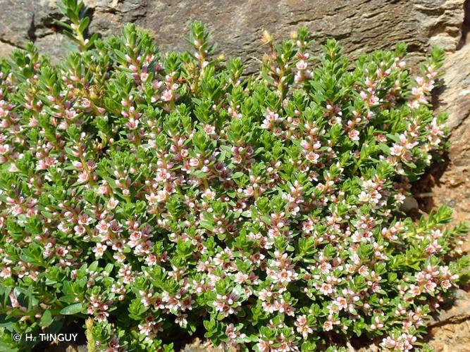 Herbe au lait (Lysimachia maritima) © H. Tinguy