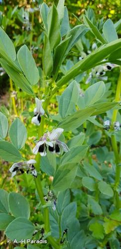 Vesce Fève (Vicia faba) © A.-H. Paradis