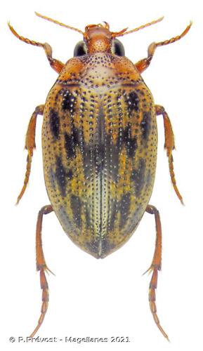 Haliplus variegatus © P. Prévost