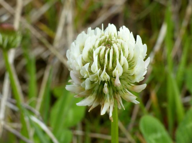 Trèfle rampant (Trifolium repens) © Morvan Debroize