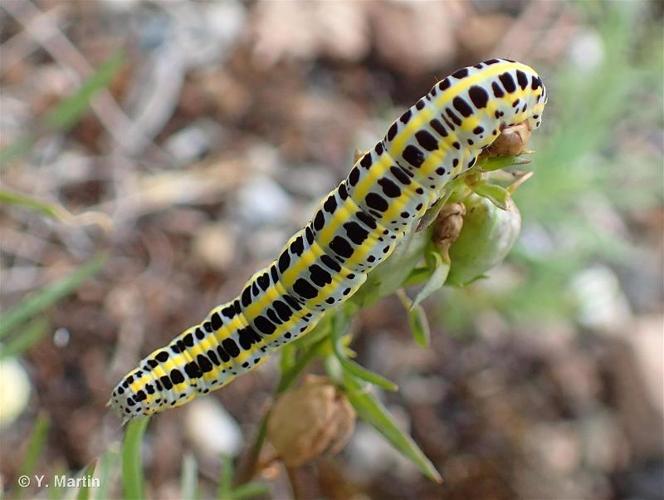 Linariette (La) (Calophasia lunula) © Y. Martin