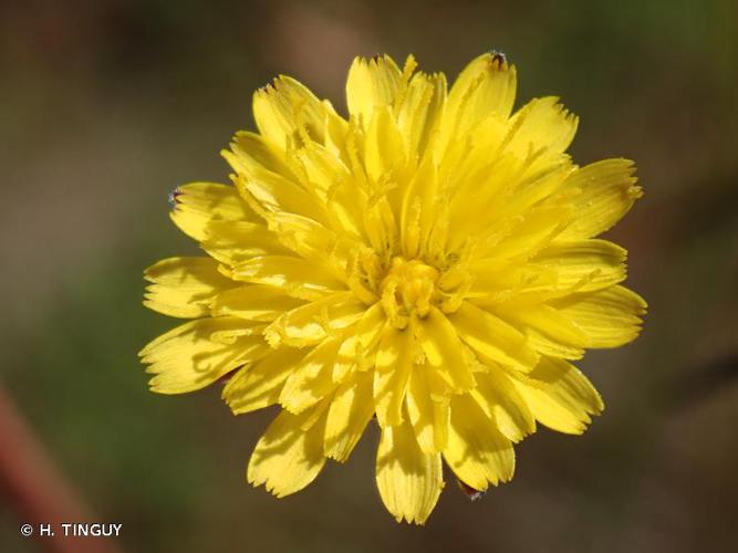  Porcelle des sables (Hypochaeris glabra) © H. Tinguy