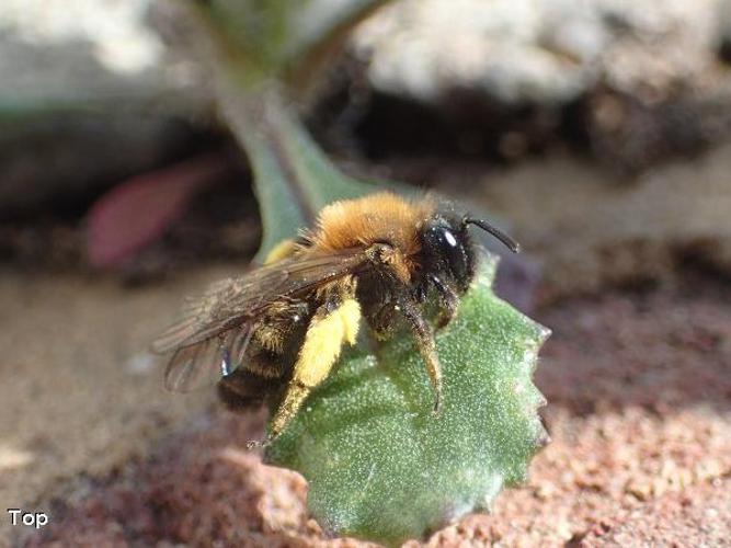 Andrena bicolor © D. Top