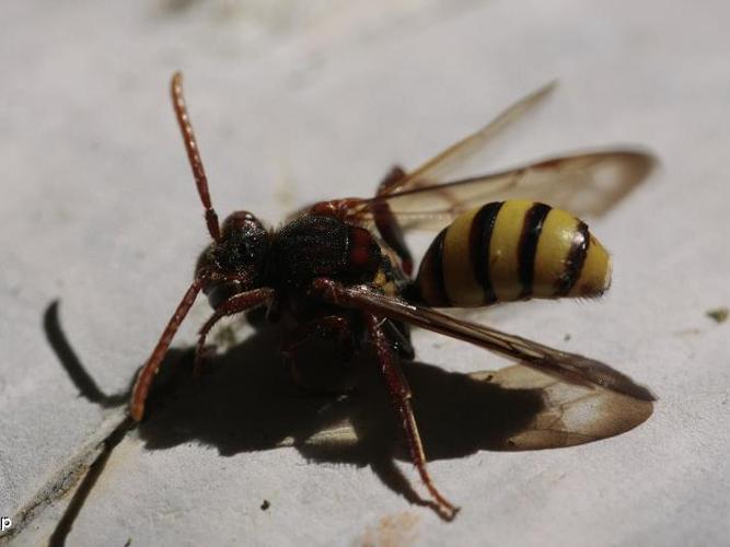 Nomada signata © D. Top