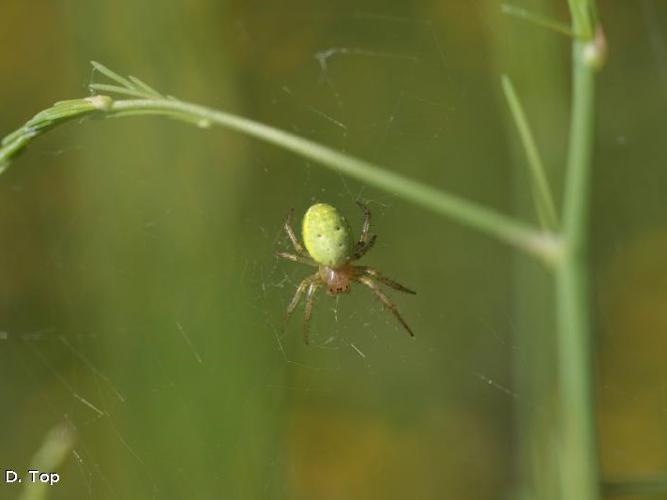 Araniella opisthographa © D. Top