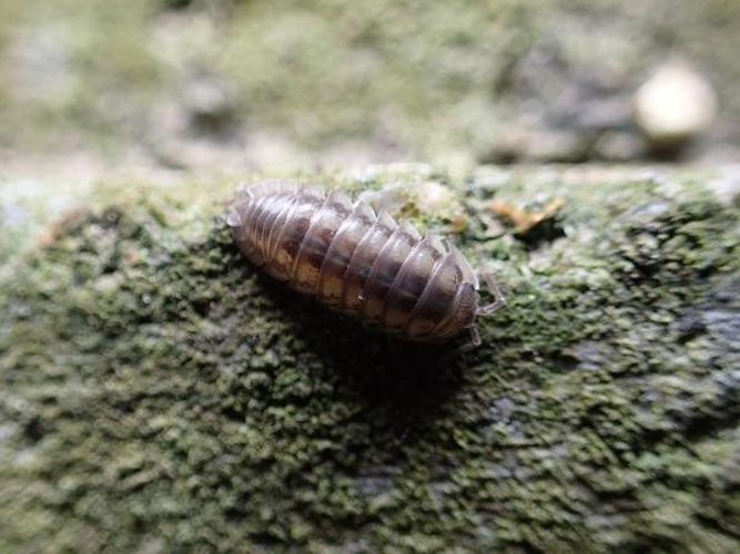 Armadillidium nasatum © D. Top