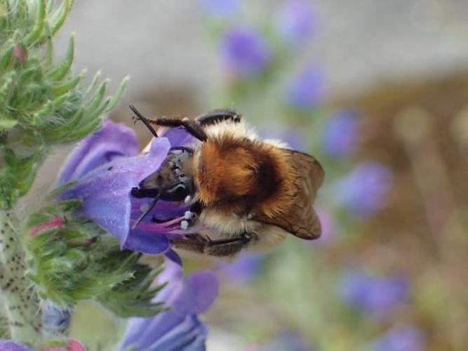 Bourdon variable (Bombus humilis) © D. Top