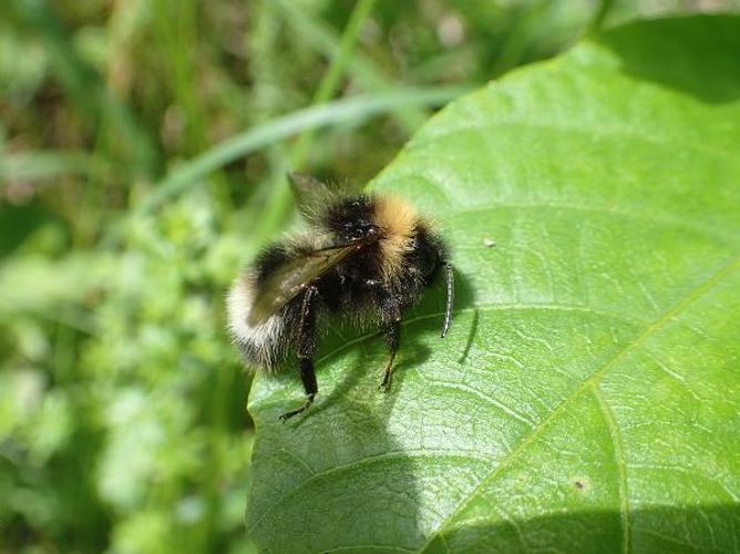 Psithyre sylvestre (Bombus sylvestris) © D. Top