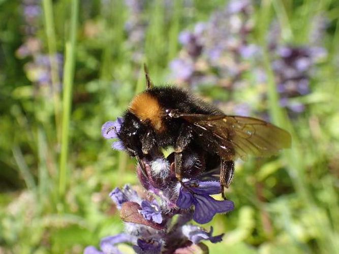 Psithyre vestale (Bombus vestalis) © D. Top