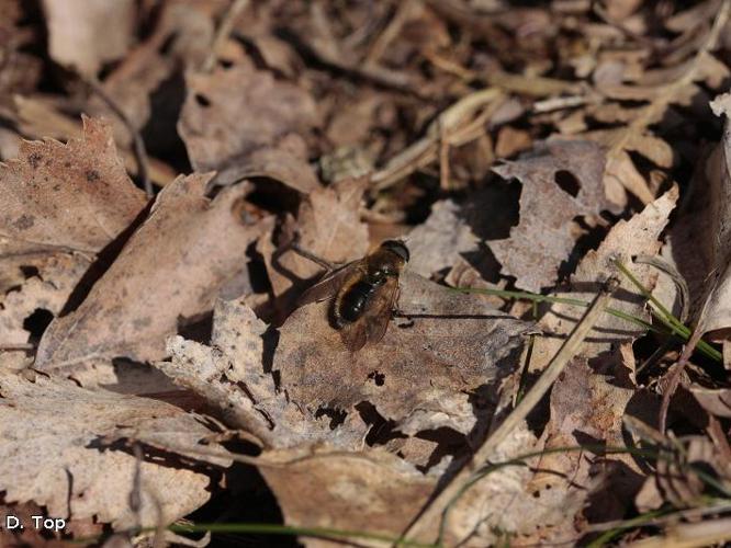 Cheilosia albipila © D. Top