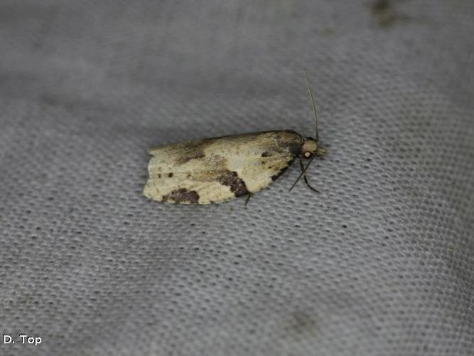 Clepsis spectrana © D. Top