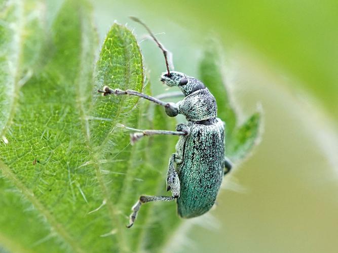 Charançon de l'ortie (Phyllobius pomaceus) © Sylvain Montagner