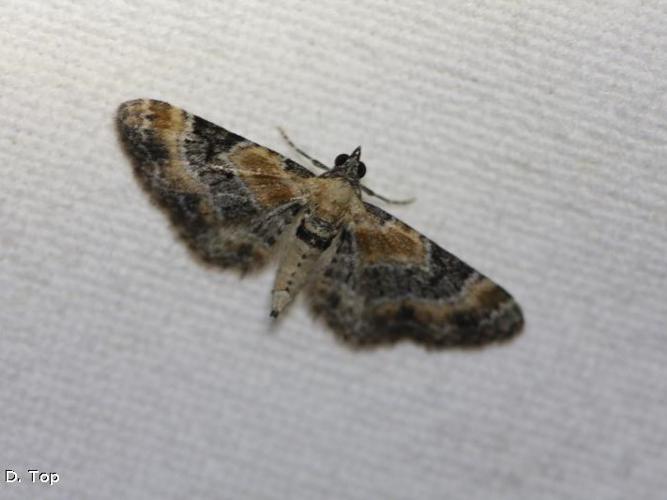 Eupithécie de la Linaire (L') (Eupithecia linariata) © D. Top