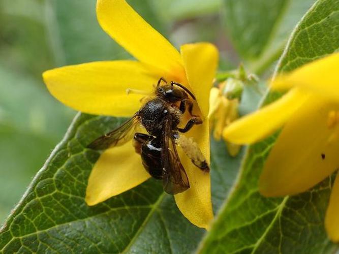 Macropis europaea © D. Top