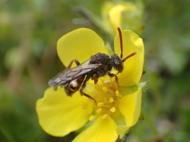 Nomada flavoguttata © D. Top