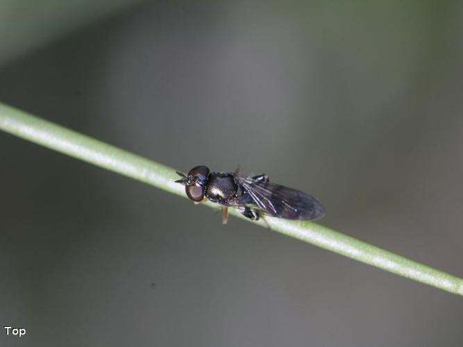 Neoascia podagrica © D. Top