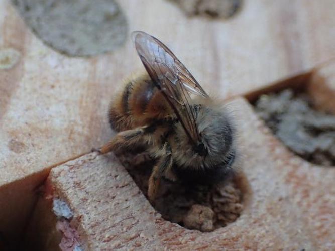 Osmie rousse (Osmia bicornis) © D. Top