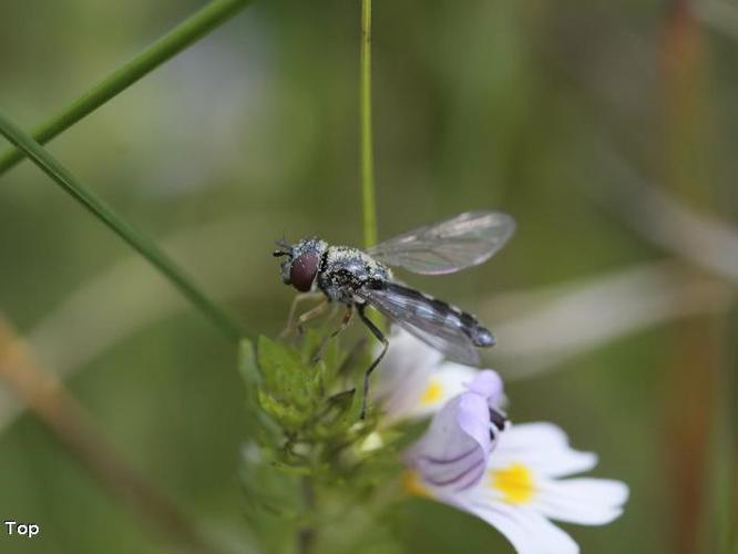 Platycheirus albimanus © D. Top