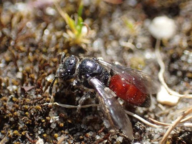 Sphecodes ephippius © D. Top