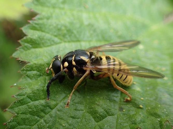 Temnostoma vespiforme © D. Top