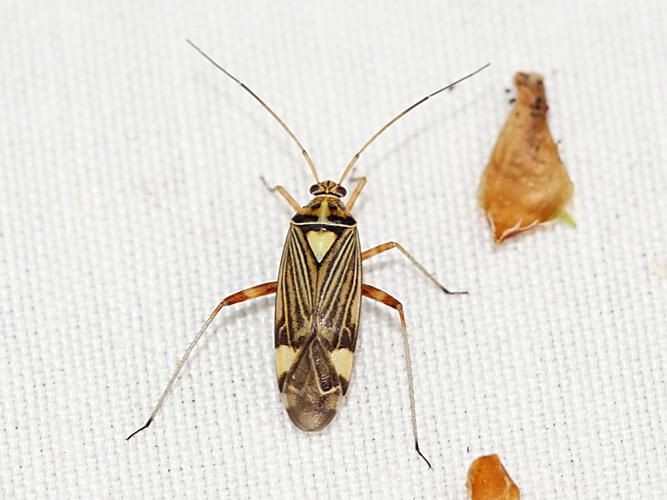 Miride strié du chêne (Rhabdomiris striatellus) © Sylvain Montagner