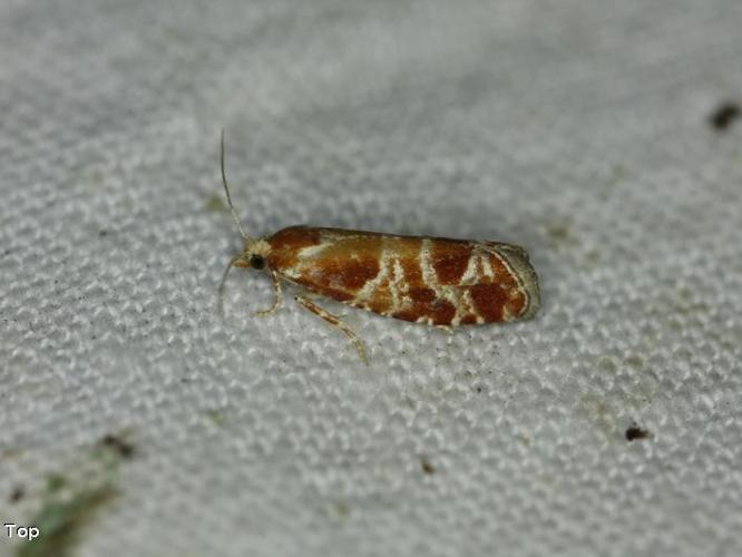 Rhyacionia pinicolana © D. Top