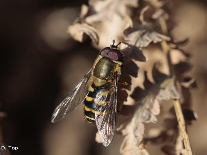 Syrphus torvus © D. Top